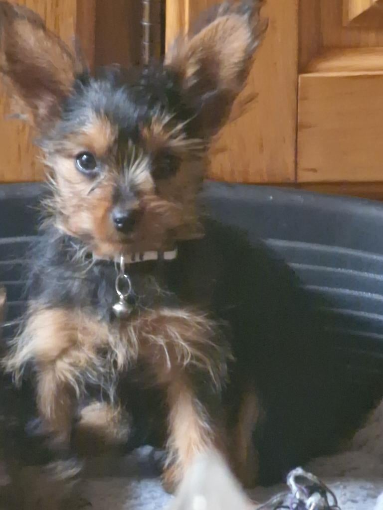 Yorkshire terrier, Dieren en Toebehoren, Honden | Jack Russells en Terriërs, Yorkshire Terriër, Reu, 8 tot 15 weken, Meerdere