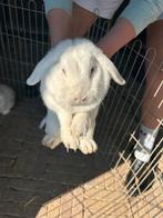 Mooi wit vrouwtjes konijn, Dieren en Toebehoren, Konijnen, Vrouwelijk, Middelgroot