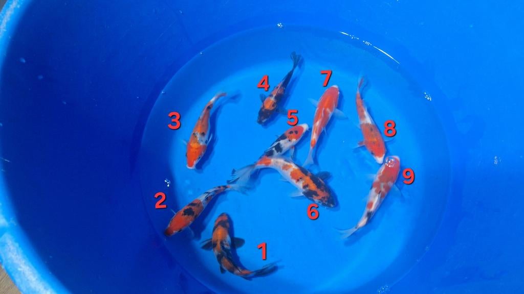 Tosai showa en sanke van Otsuka, Karper of Koi