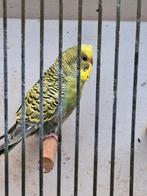 Aqua dun fallow man met puntkuif, Dieren en Toebehoren, Mannelijk, Parkiet