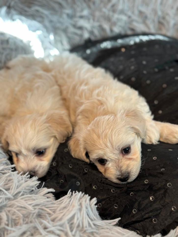 Te koop maltezer pups (op dit moment allemaal gereserveerd), Dieren en Toebehoren, Honden | Chihuahua's en Gezelschapshonden, Meerdere dieren