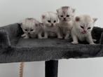 Britse Korthaar Kittens 4 wkn bijna, Dieren en Toebehoren, Katten en Kittens | Raskatten | Korthaar, Meerdere dieren, Ontwormd