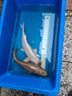 2 mooie grote koi, Dieren en Toebehoren, Vissen | Vijvervissen, Karper of Koi