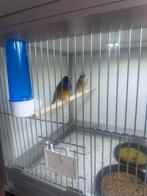 Koppeltje Gould Amadines, Meerdere dieren, Tropenvogel