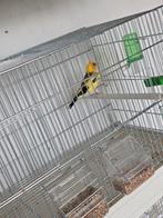 Gele  putter Man, Dieren en Toebehoren, Mannelijk, Wildzangvogel, Geringd