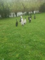 Broedeieren indische loopeenden., Dieren en Toebehoren, Geslacht onbekend, Eend