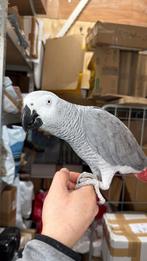 Grijze roodstaart, Dieren en Toebehoren, Vogels | Parkieten en Papegaaien, Mannelijk, Papegaai