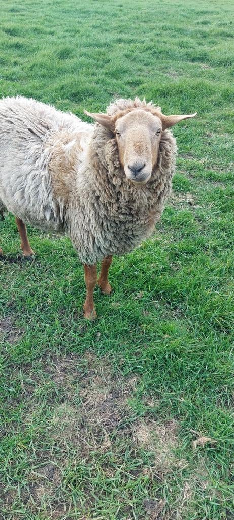 Coburger Fuchs dekram, Dieren en Toebehoren, Schapen, Geiten en Varkens, Mannelijk, Schaap