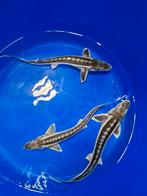 Diamant steur, Steur