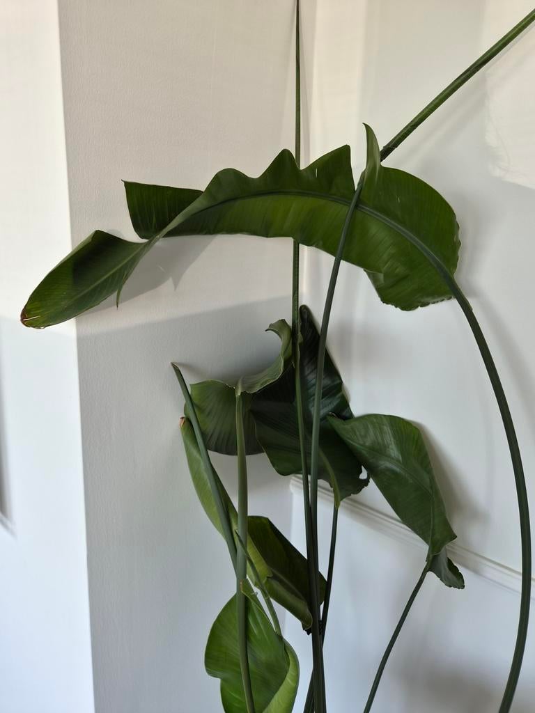 Strelitzia kamerplant - Paradijsvogelplant, Ophalen