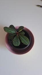 Kleine Jewel of Madagaskar plant, Ophalen of Verzenden