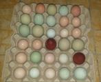 30 broedeieren mix, kleurleggers, €25, goede bevruchting, Dieren en Toebehoren, Geslacht onbekend, Kip