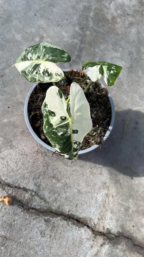 Alocasia Frydek, Huis en Inrichting, Kamerplanten, Ophalen of Verzenden
