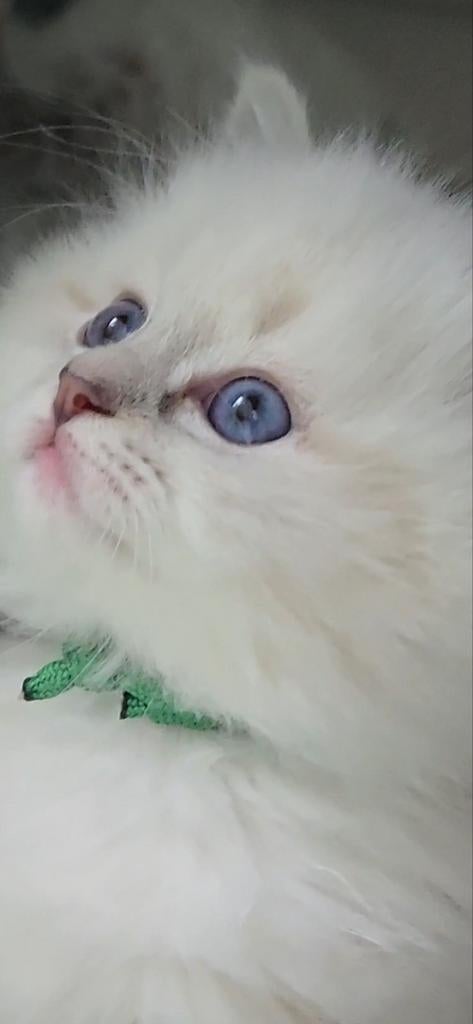Ragdoll Kittens., Meerdere dieren