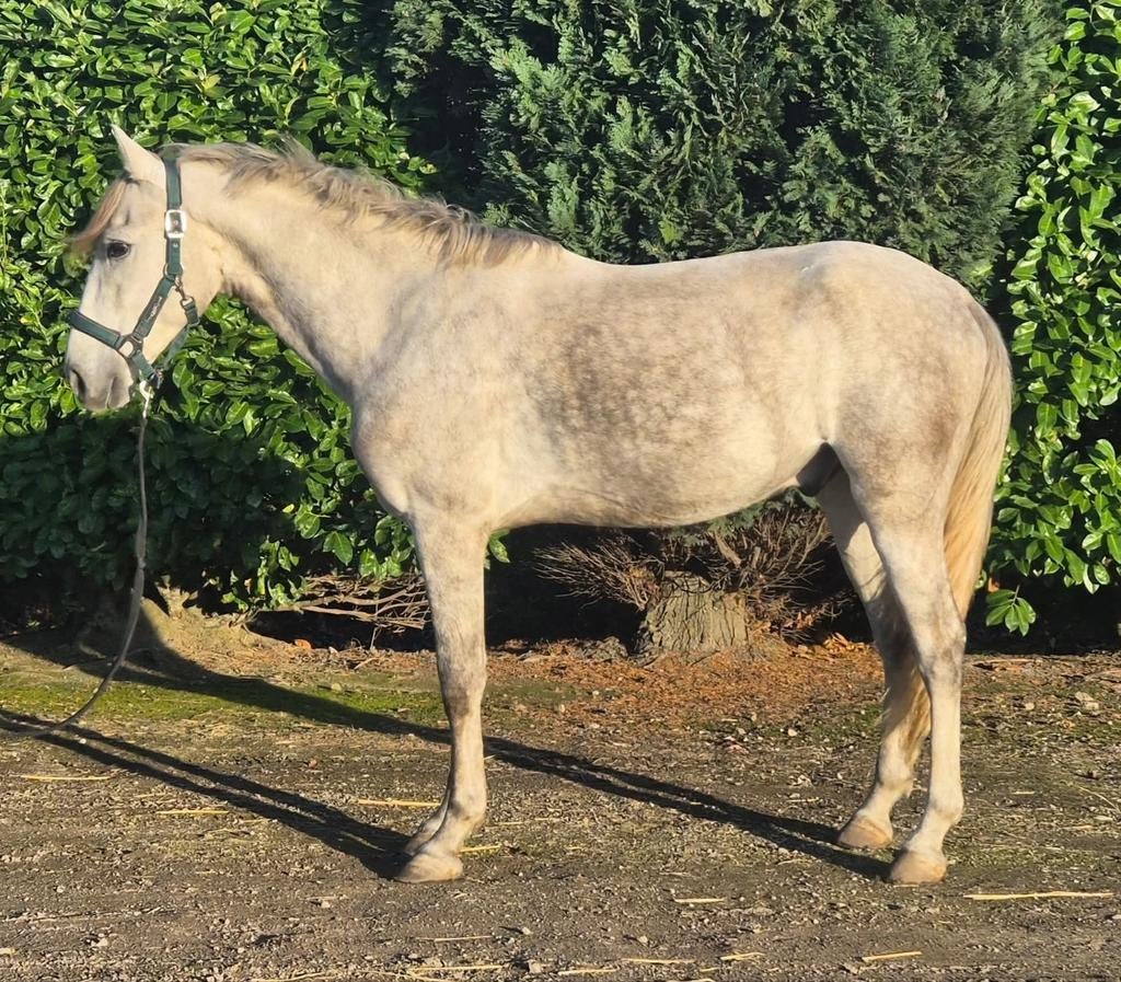 Hele brave ruin te koop!, Dieren en Toebehoren, Gechipt, Ruin, 3 tot 6 jaar, 160 tot 165 cm