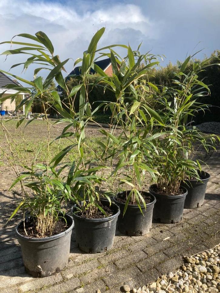 bamboe Pseudosasa Japonica nog 5 stuks OP=OP, Tuin en Terras, Planten | Tuinplanten, Overige soorten, Halfschaduw, Bloeit niet