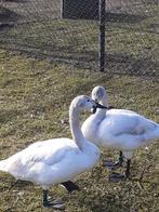 1-1 Bewickii zwaan, Dieren en Toebehoren, Pluimvee, Meerdere dieren