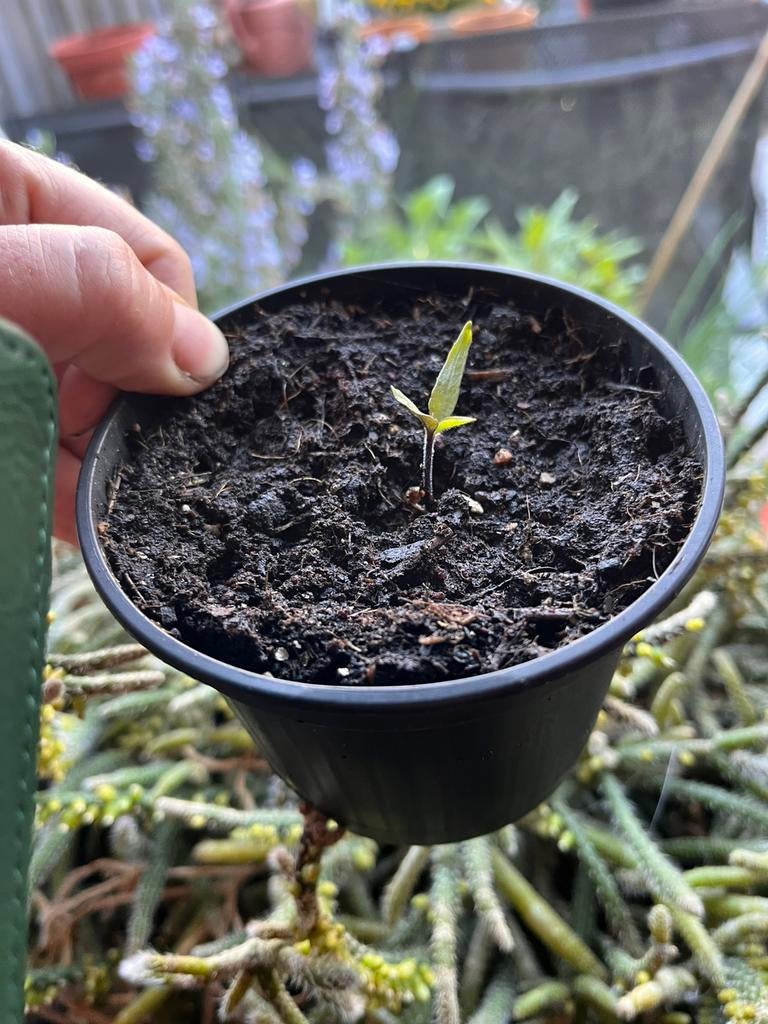 Zaailingen Datura Metel Ballerina, Ophalen, Overige soorten, Volle zon