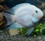 White parrot cichlide, Dieren en Toebehoren, Vis