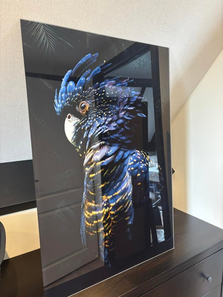 Plexiglas kaketoe 60 x 90, Ophalen