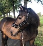 Lieve spaanse merrie, Dieren en Toebehoren, Paarden, Merrie, Minder dan 160 cm, Dressuurpaard, Zadelmak