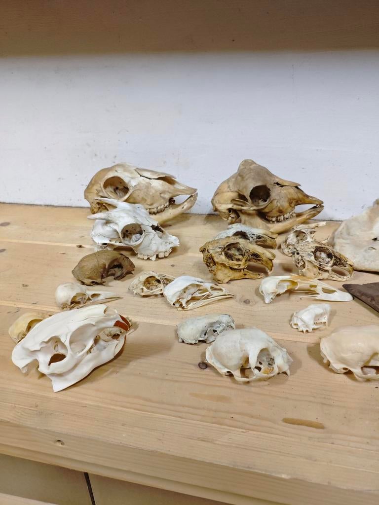 Verzameling schedels, botten opgezette dieren, Verzamelen, Dierenverzamelingen, Ophalen of Verzenden, Wild dier, Opgezet dier