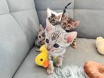 Bengaal Kittens, Dieren en Toebehoren, Katten en Kittens | Raskatten | Korthaar