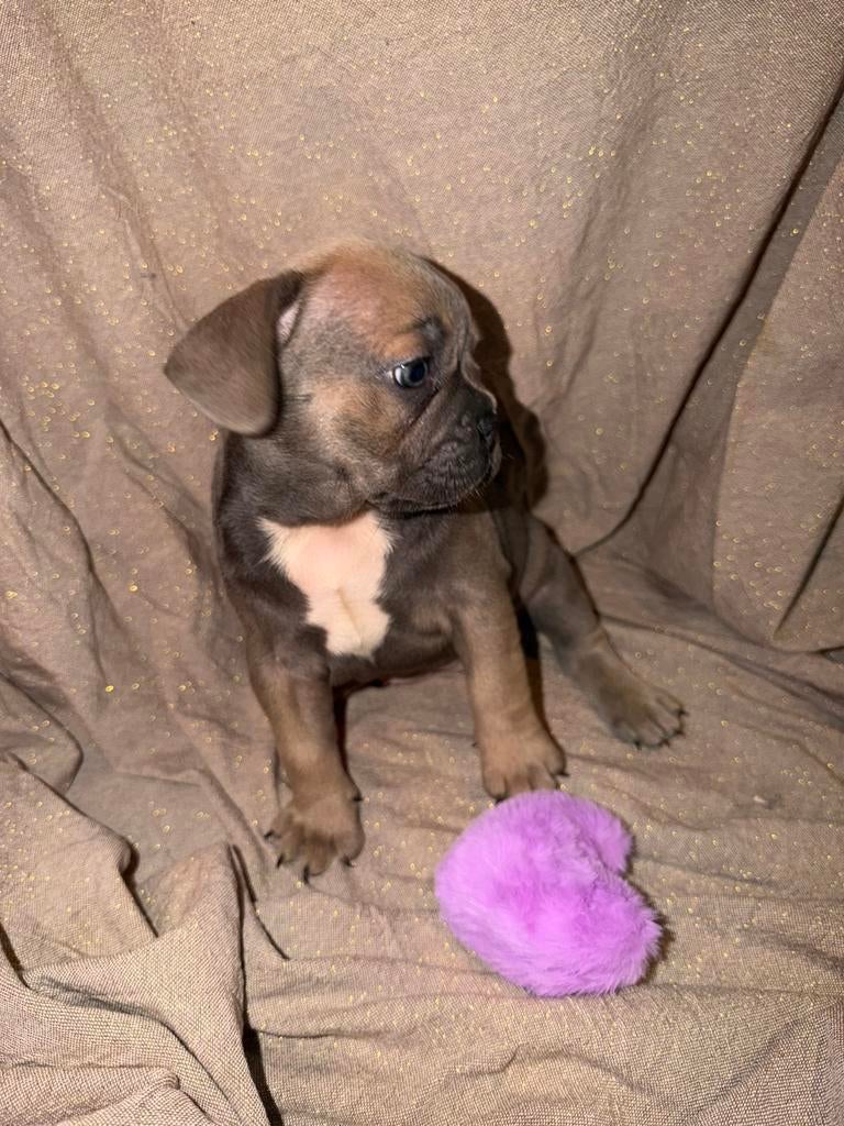 Franse bulldogs mogen nestje verlaten met stamboom, Dieren en Toebehoren, 8 tot 15 weken, Bulldog, Meerdere, Meerdere dieren