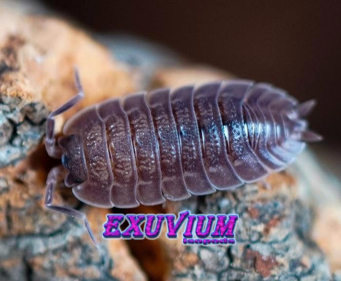 Trachelipus vespertilio isopods / pissebedden, Dieren en Toebehoren, Insecten en Spinnen, Overige soorten