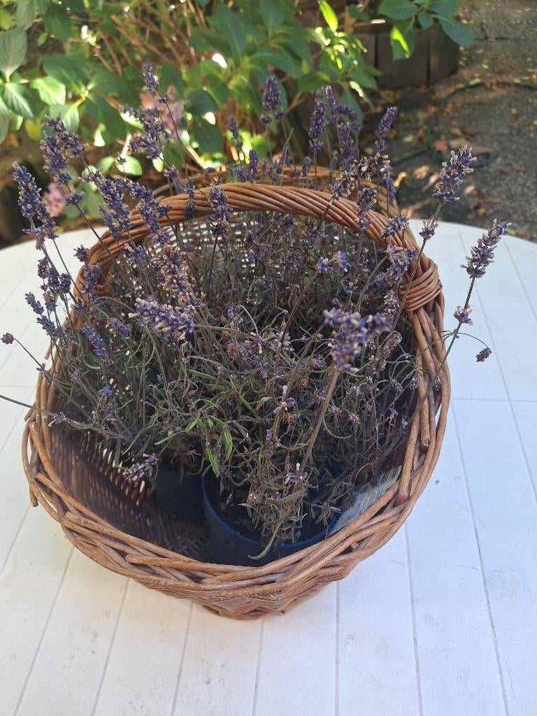 picnic mand/fietsmand, Ophalen of Verzenden, Gebruikt, Zonder inhoud