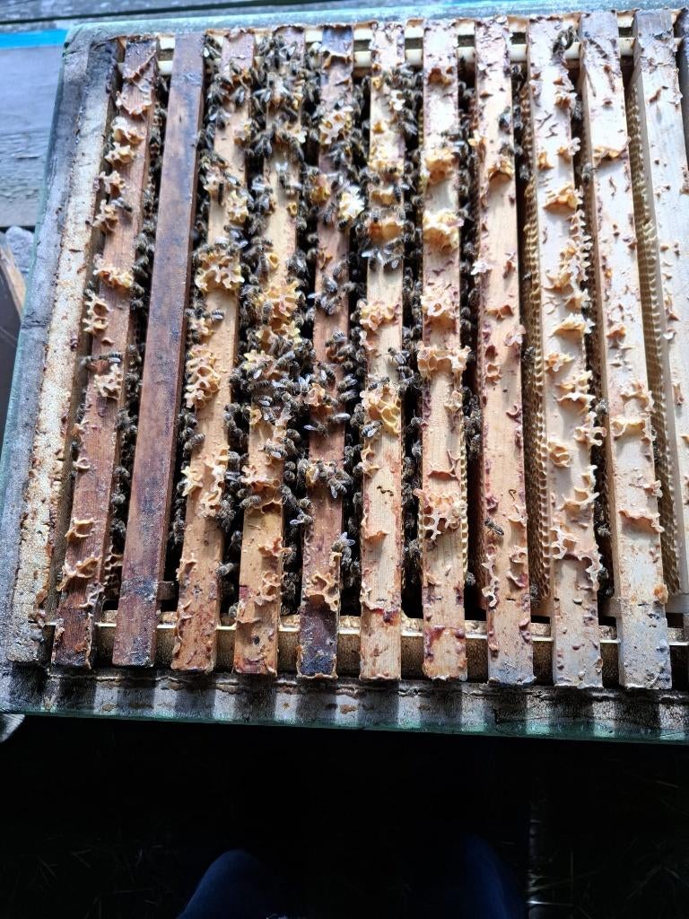 te koop bijenvolk, Dieren en Toebehoren, Bijen