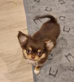 Choco tan langharige chihuahua teefje, België, Particulier, 15 weken tot 1 jaar, Teef