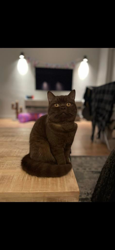 Oppas gezocht voor lieve britse korthaar 4-11 April