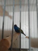 Tropen, Dieren en Toebehoren, Vogels | Kanaries, Meerdere dieren, Kleurkanarie