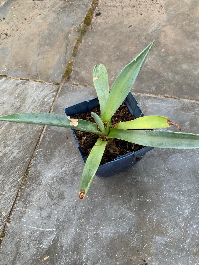 Aloe (honderdjarige), Ophalen, Vetplant, Halfschaduw, Minder dan 100 cm