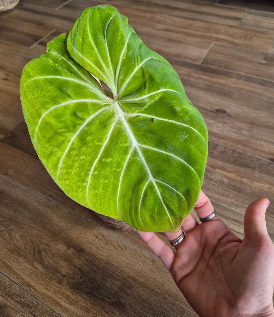Philodendron gloriosum zebra, Huis en Inrichting, Kamerplanten, Ophalen of Verzenden, Overige soorten, Halfschaduw, Minder dan 100 cm