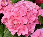 Hortensia’s direct van de kweker - Actieprijzen, Ophalen, Hortensia, Minder dan 100 cm