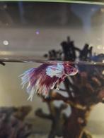 Betta vis, Dieren en Toebehoren, Vissen | Aquariumvissen, Vis