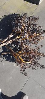 Trachycarpus fortunei zaden., Tuin en Terras, Bloembollen en Zaden, Ophalen, Voorjaar, Halfschaduw, Zaad