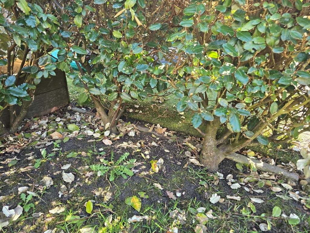Glansmispel struiken - Photinia haag, Ophalen of Verzenden, Overige soorten, Struik, 100 tot 250 cm