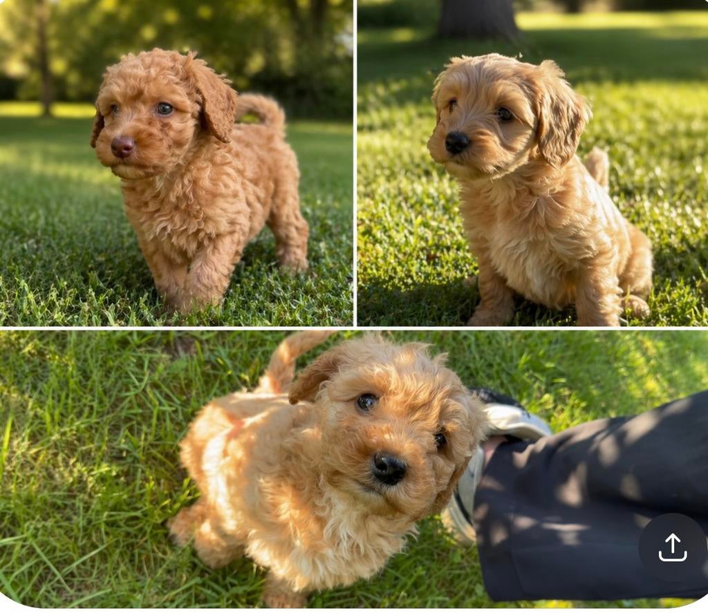 Labradoodle F3 Multigen pups Poedel x Labrador, Overige rassen, 8 tot 15 weken, Parvo, Meerdere