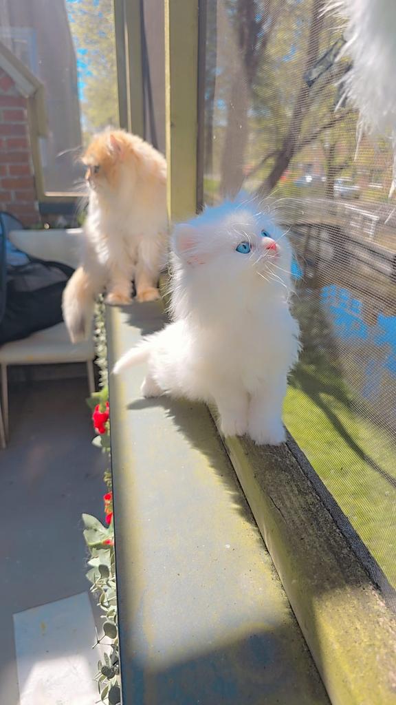 🌟 Prachtige Britse Langharige Kittens Te Koop! 🌟, Poes, Ontwormd