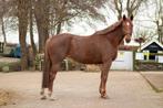 Te koop! 6jarige merrie It’s Otto x Little Rock, Dieren en Toebehoren, Paarden, Merrie, Springpaard, Met stamboom, 3 tot 6 jaar