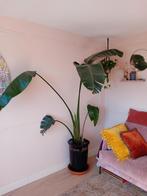 Grote Strelitzia te koop of ruilen, Huis en Inrichting, Kamerplanten, 200 cm of meer, Overige soorten, In pot, Groene kamerplant