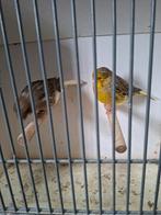 3 koppels glosters, Meerdere dieren, Kleurkanarie