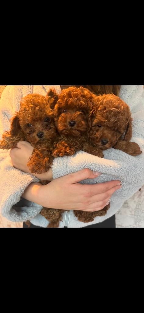 Exclusieve mini  Asian line toy poedel pups.Diep rode kleur., Dieren en Toebehoren, Honden | Chihuahua's en Gezelschapshonden