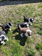 Raszuivere Border Collie pups, Dieren en Toebehoren, 8 tot 15 weken, Collie, Parvo, Meerdere