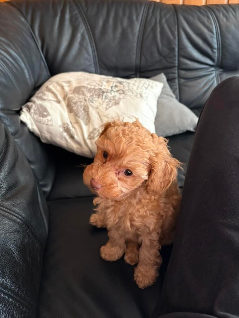 Prachtige mini labradoodle pups🥰 wij mogen verhuizen🥳, Parvo, 8 tot 15 weken, Meerdere, Meerdere dieren