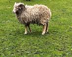 Ouessant ram van 24/4 2025 met ubn  nr, Mannelijk, Schaap