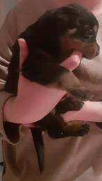 Grove ras zuivere rottweiler pups, 8 tot 15 weken, Meerdere, Meerdere dieren, Rottweiler